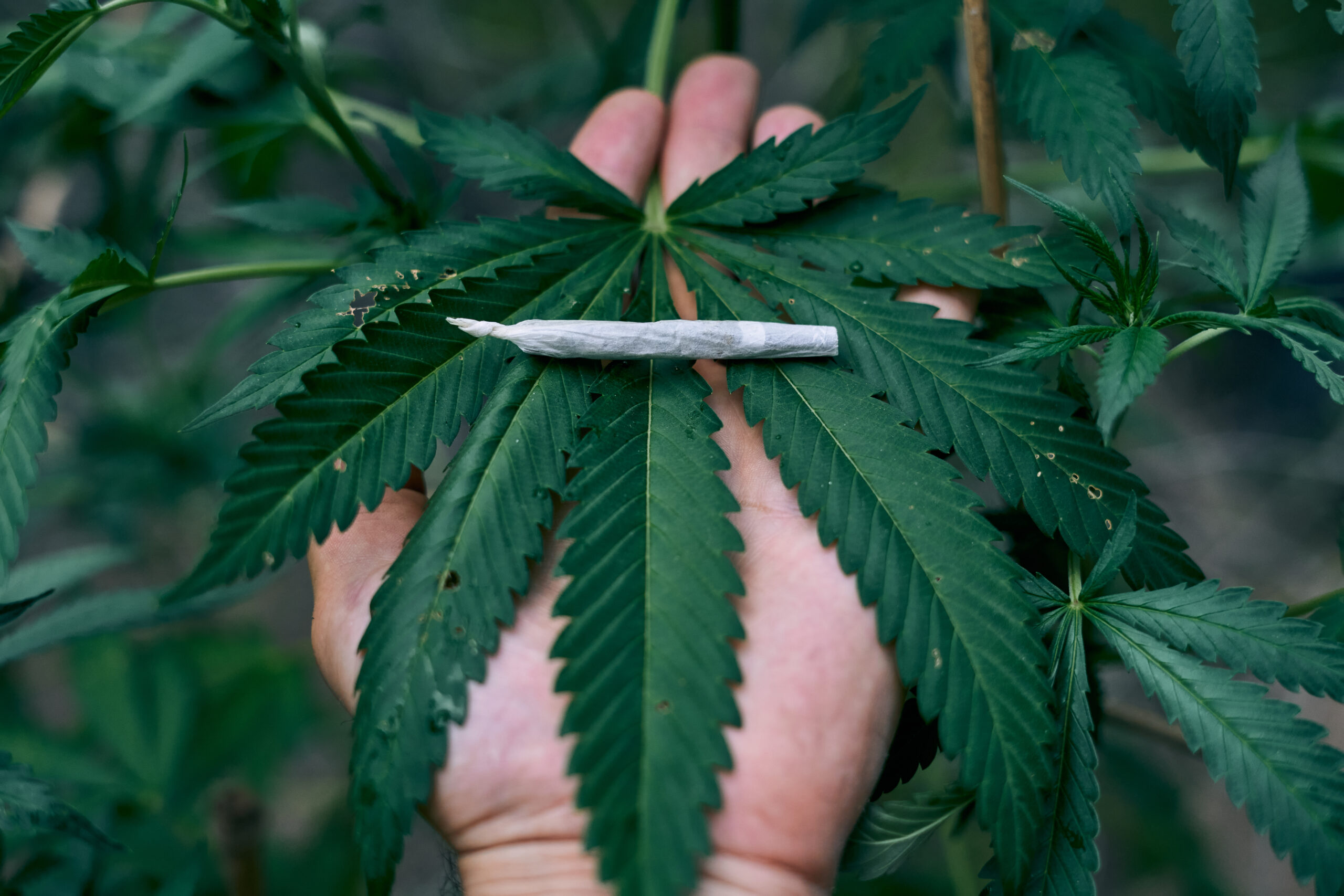 Cannabis at YXJ